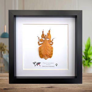 Pulchriphyllium or Phyllium bioculatum, Seychelles leaf insect, Javanese leaf insect, Gray's leaf from Indonesia, RED, framed  8" X 8"