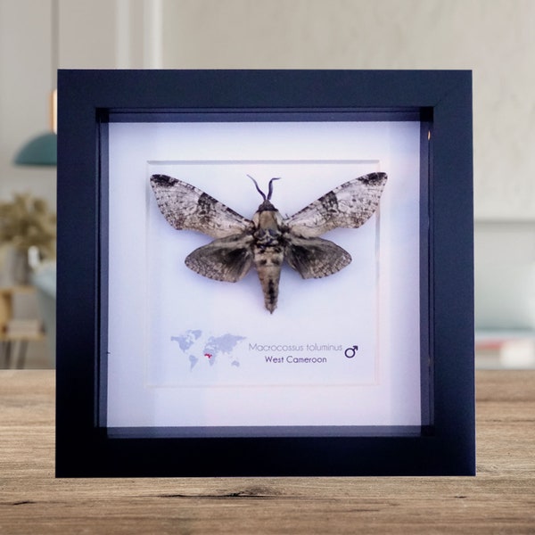 Macrocossus toluminus, African moth, large grey moth, taxidermy moth, wall decor, entomology gift, Cossidae moth, framed moth