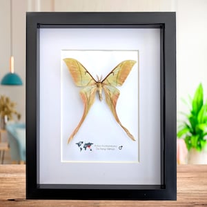 Framed pink spirit moth taxidermy: actias rhodopneuma male (8x10)