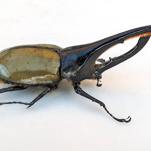 Dynastes hercules lychyi, rhino beetle, rhinocerus beetle, giant beetle from Ecuador, PAPERED ENTOMOLOGY 155mm