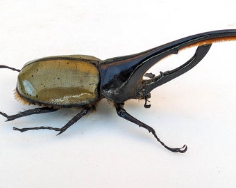 ヘラクレスオオカブト (Dynastes hercules lichyi) ペルー、A1