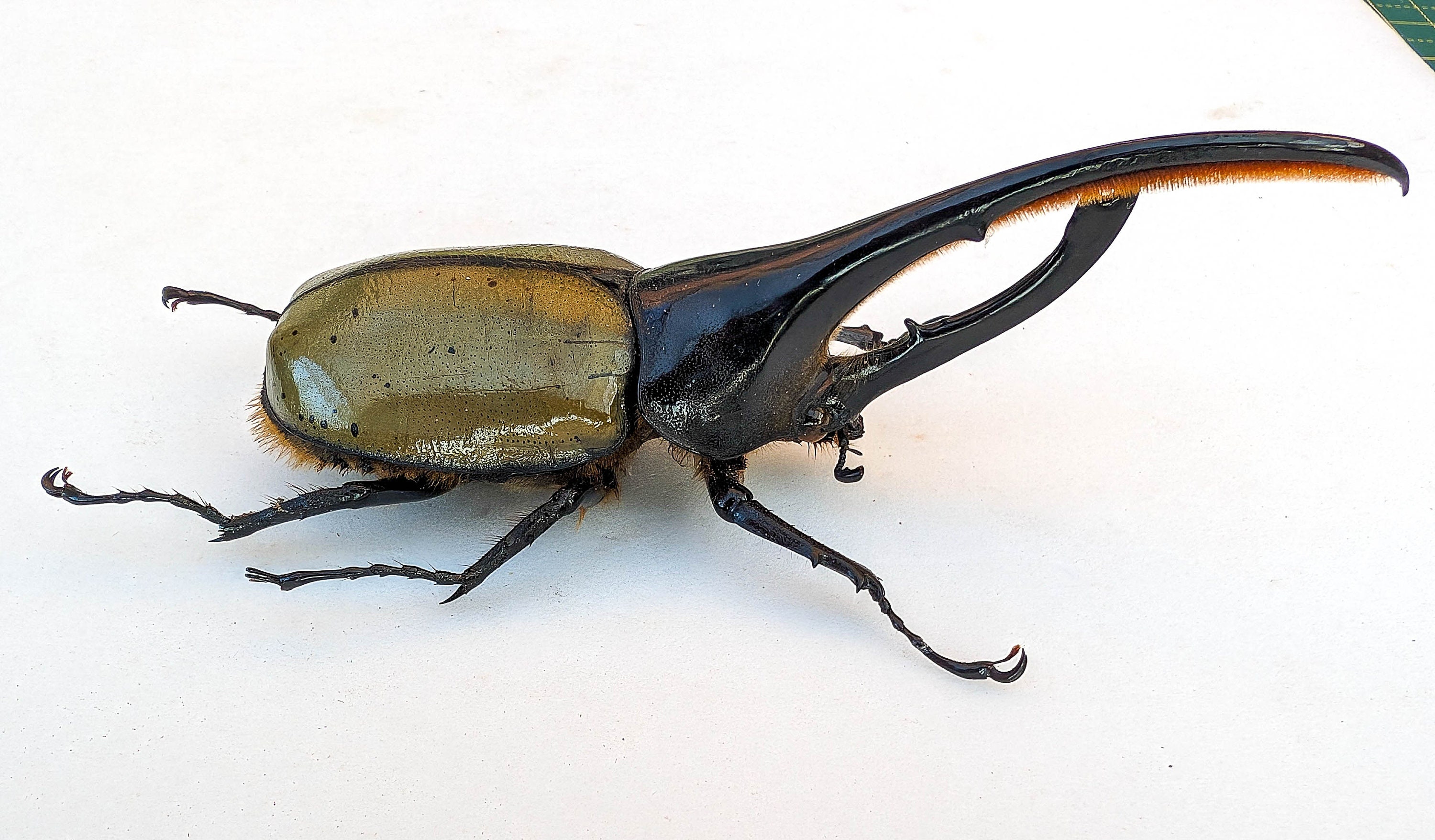 Dynastes hercules paschoali 野外品 ヘラクレスオオカブト ヘラクレス