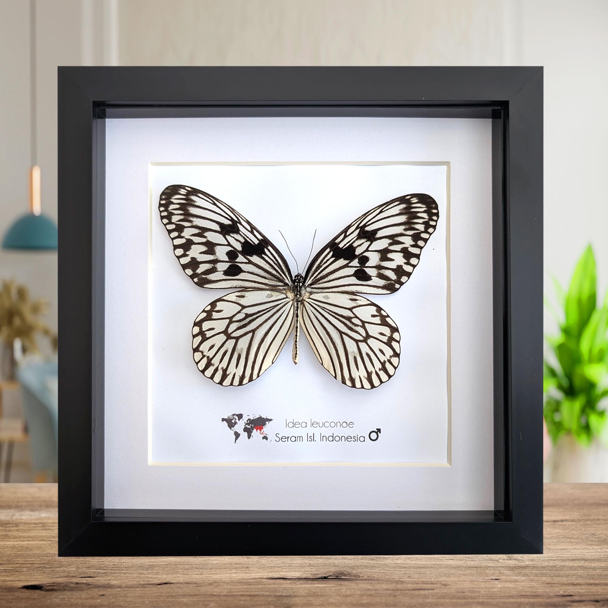 Idea Leuconoe, the Paper Kite, Rice Paper Butterfly, Large Tree Wood Nymph Large Black and White Butterfly From Indonesia, Frame 8 X 8 - Etsy Idea Leuconoe, the Paper Kite, Rice Paper Butterfly, Large Tree Wood Nymph Large Black and White Butterfly From Indonesia, Frame 8 X 8 - Etsy