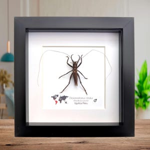 Dicronostomus nitidus male, the shiny longhorn katydid, from Peru, Rare to find, insect display framed bug, 6x6