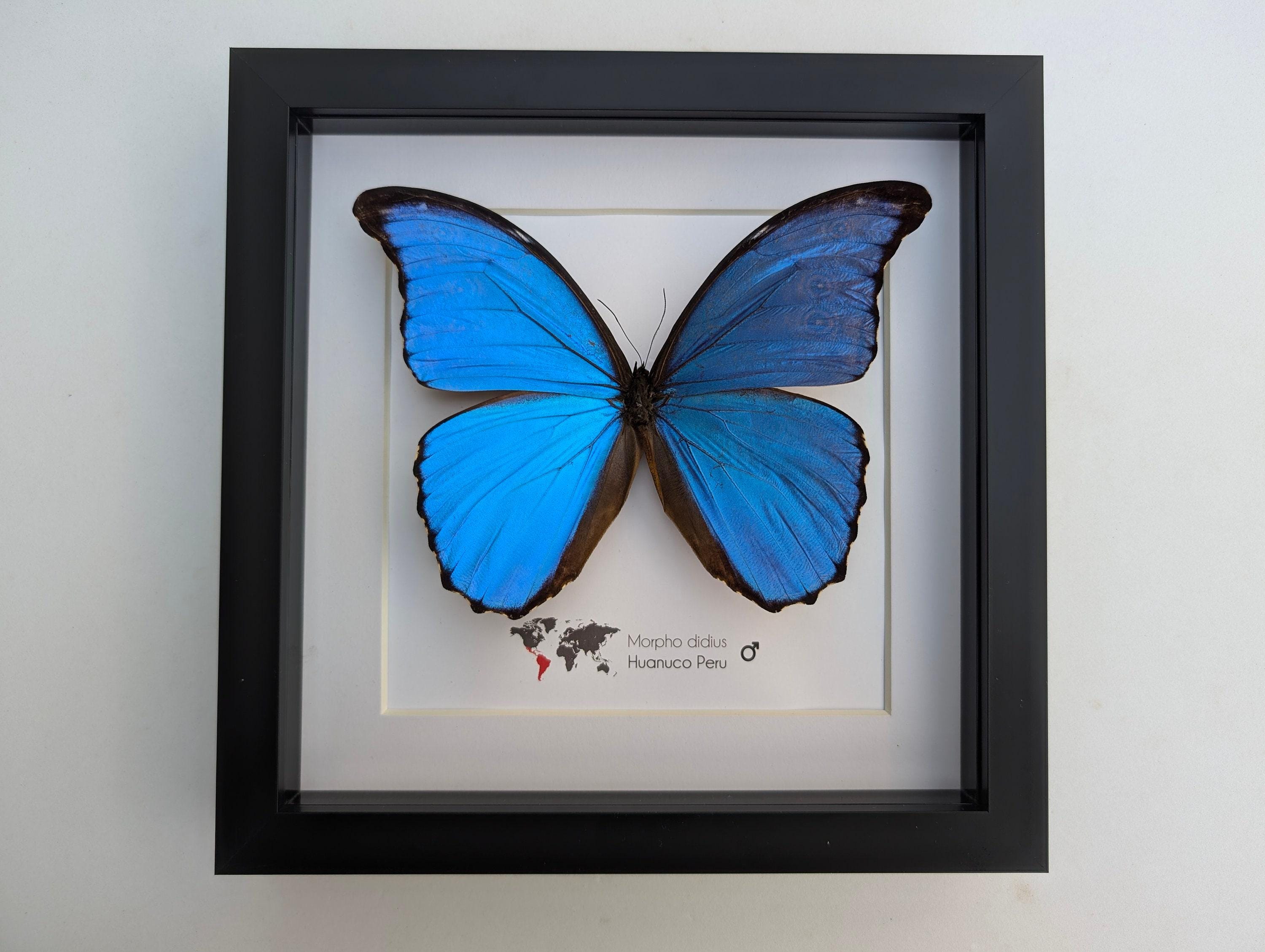 Morpho Didius, the Giant Blue Morpho, Taxidermy Butterfly, Giant