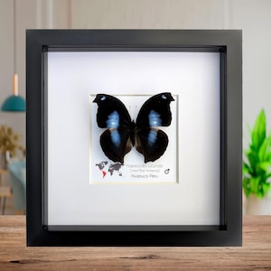 Framed Great Blue Hookwing Butterfly, Taxidermy Wall Art (6x6)