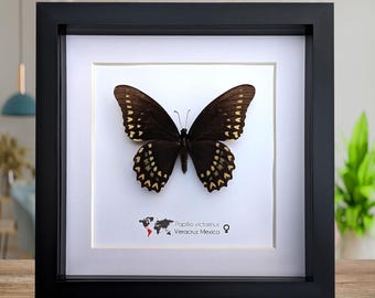 Papilio victorinus, samica jaskółczego ogonka, czarny motyl z Veracruz, Meksyk, ramka 8” x 8”