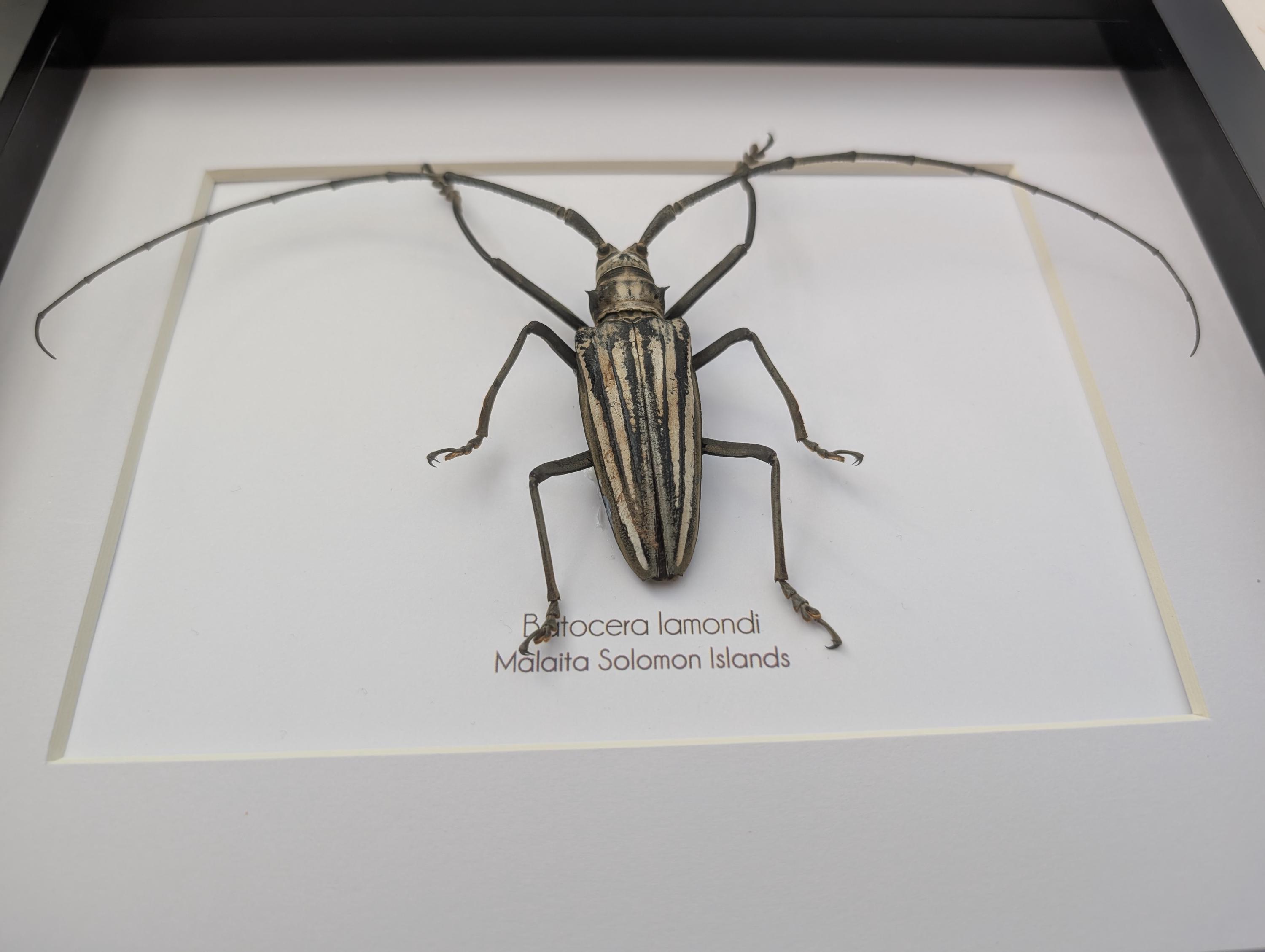 標本 Solomon Is Batocera lamondi 74mm Batocera Lamondi, Large Brown Long-horned Beetle From Solomon