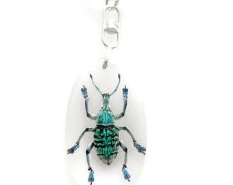 EUPHOLUS Geoffroyi keyring