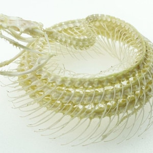 Esqueleto de víbora de foseta de labios blancos - Sulawesi, Indonesia