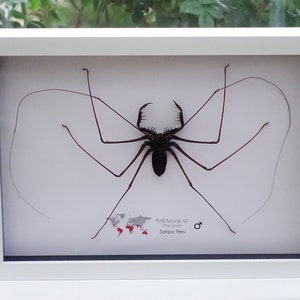 Amblypygi, Whip spider, Tailless Whip Scorpion, from Peru, Frame size A4 image 1