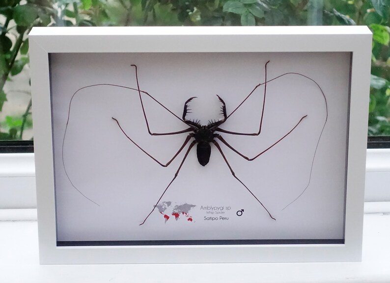 Amblypygi, Whip spider, Tailless Whip Scorpion, from Peru, Frame size A4 image 1