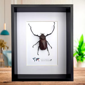 Puede incluir: Un espécimen de insecto enmarcado de un escarabajo Euchelus longimanus, una especie del sudeste asiático, exhibido sobre un fondo blanco con un mapa del mundo y el nombre científico y la ubicación.