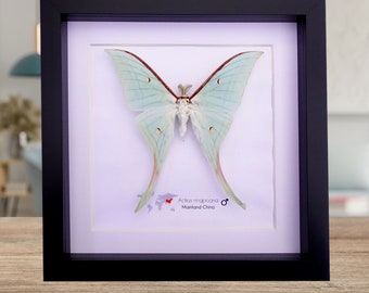 Actias ningpoana, chinesische Mond Motte, präparierter Schmetterling, grün opalisierend , langschwänzige Motte aus China, schwarz gerahmt 20 x 20 cm
