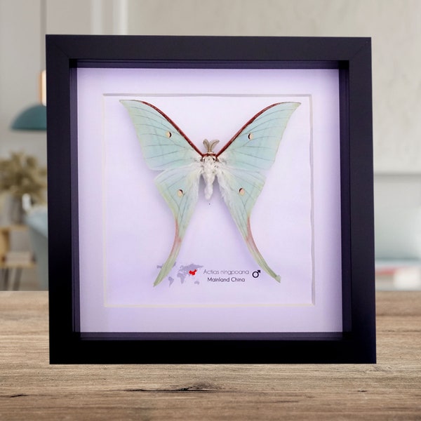 Actias ningpoana, Chinese moon moth, taxidermy butterfly, green opalescent , long-tailed moth from China, framed black 8" x 8"