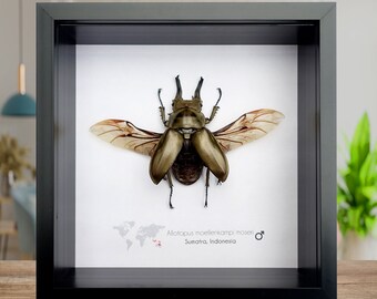 Allotopus moellenkampi moseri, stag beetle, Moellenkampi beetle,  beetle from Indonesia,  entomology present, wall decor, framed bug