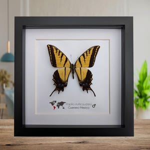 Framed Papilio multicaudata, Two-Tailed Swallowtail Taxidermy Butterfly, Entomology 8"x8"