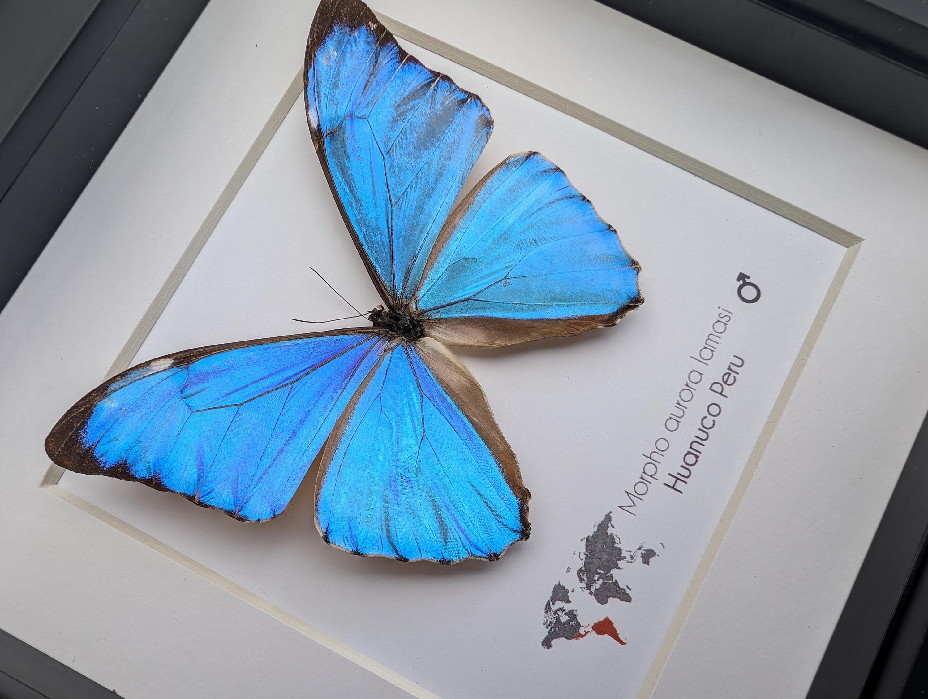 Framed Aurora Morpho Butterfly, Peru, 6