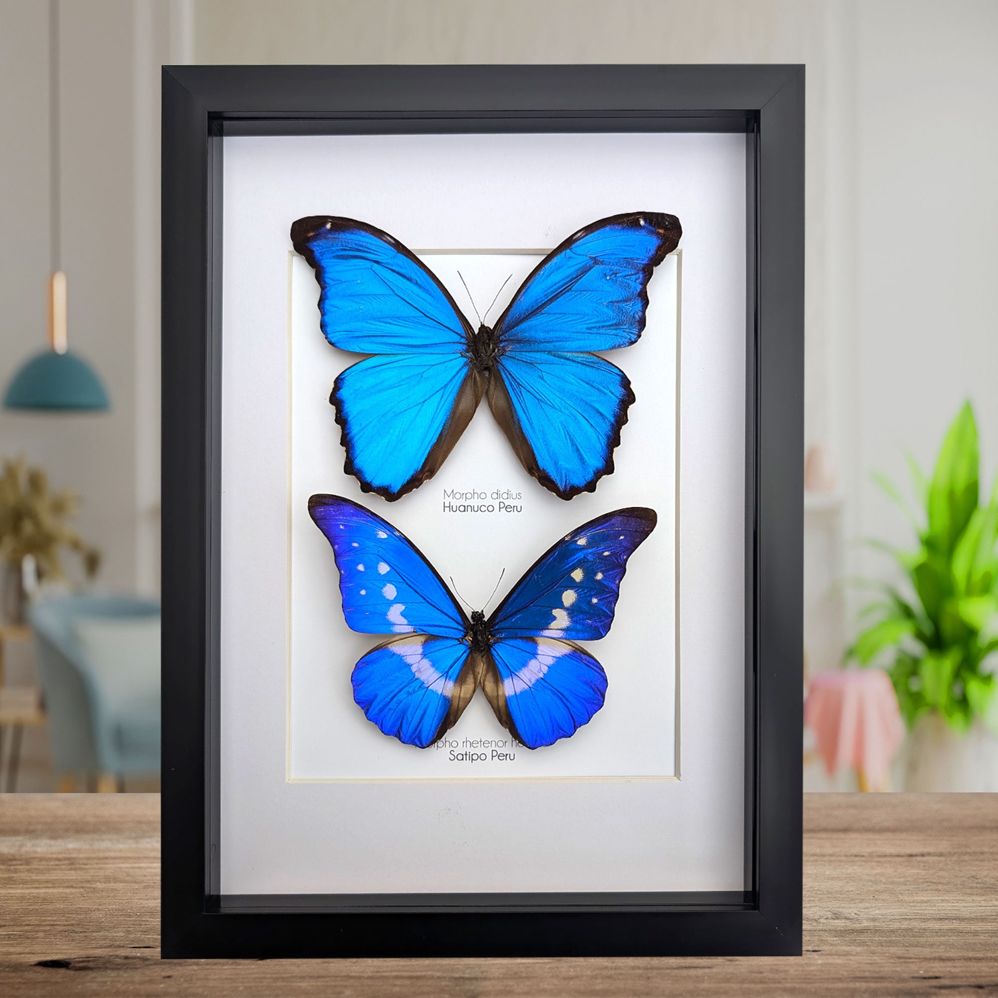 数量は多 Morpho rhetenor helena - Etsy 日本 標本