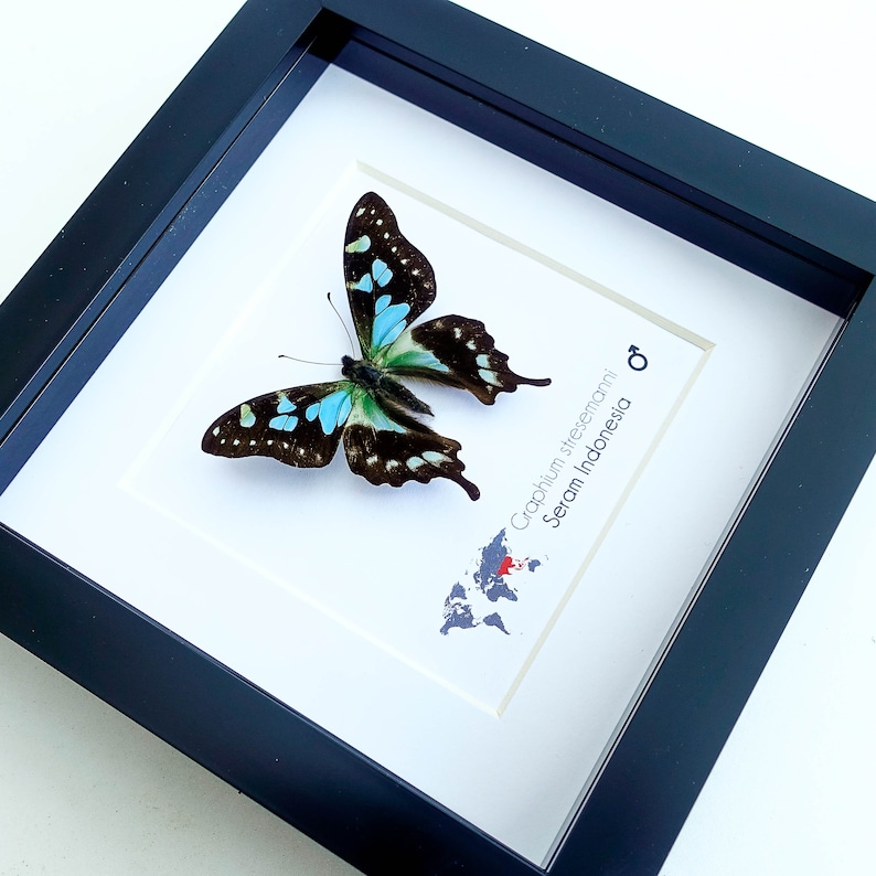 Graphium stresemanni, the tropical blue swallowtail, little blue and black butterfly from Indonesia, Frame 4 x 4 image 2