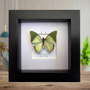 Mariposa Charaxes eupale enmarcada: imitación de hoja verde, tamaño 4"x4".