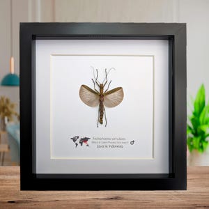 Op de afbeelding: Een ingelijst insectenexemplaar, een Zwarte & Groene wandelende tak, tentoongesteld tegen een witte achtergrond. Het insect heeft bruine vleugels en een bruin lichaam. De lijst is zwart en de tekst eronder luidt "Aschiphasma annulipes" en "Java Isl. Indonesia."