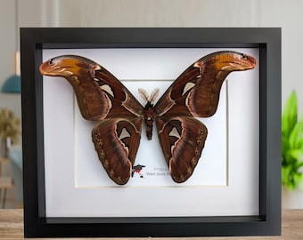 Attacus atlas, Männchen, Atlasspinner, Motte, Entomologie Geschenk, Wanddeko, Naturkunst, Schlangenköpfe Flügelspitzen, 26x20cm