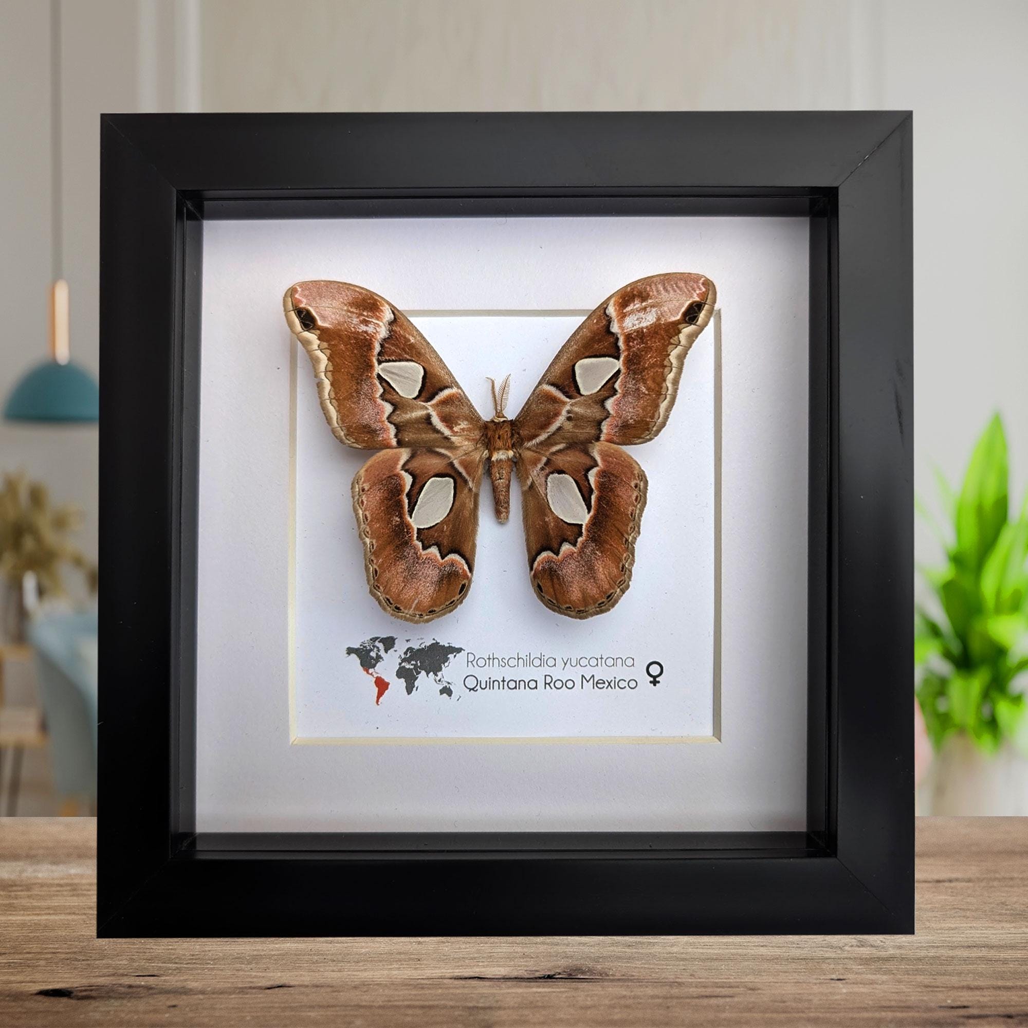 Saturniidae moth - Etsy 日本