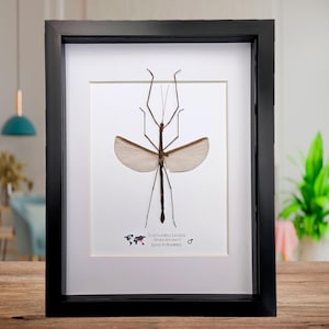 Op de afbeelding: Een ingelijst insectenexemplaar, waarschijnlijk een wandelende tak, met uitgespreide vleugels. Het insect is bruin en bruingeel, gemonteerd op een witte achtergrond in een zwart frame. Tekst onderaan luidt "Trachloidea biceps" en "Java Indonesia".