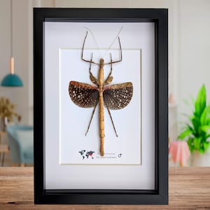 Op de afbeelding: Een ingelijst insectenexemplaar met een zwart frame. Het insect is bruin met patronen op de vleugels en lange antennes. Het exemplaar is gemonteerd op een witte achtergrond met tekst onderaan. Het frame wordt op een houten oppervlak weergegeven.