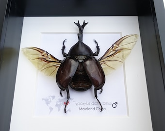 Framed Japanese Rhinoceros Beetle Taxidermy: Entomology Wall Art