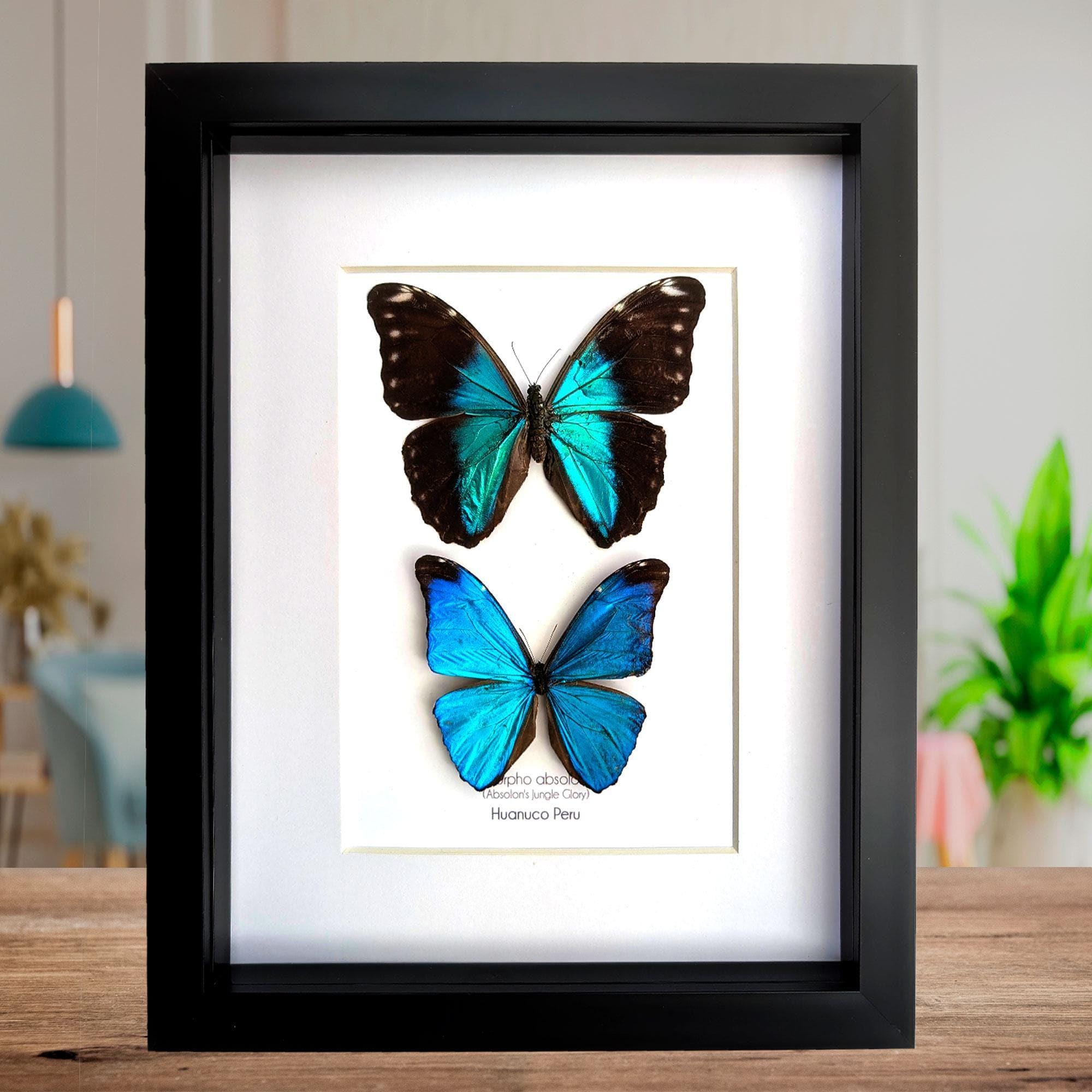 Framed Morpho Butterfly Pair, Metallic Blue Absoloni Jungle Glory