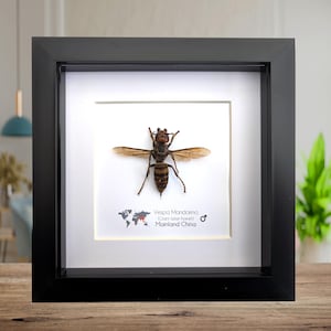 Framed Asian Giant Hornet Specimen: Ethically Sourced Entomology Wall Decor