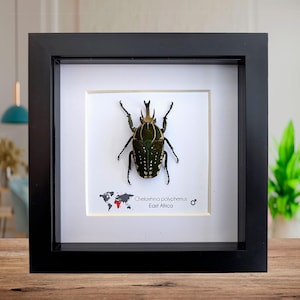 Gerahmter Afrikanischer Fruchtkäfer: Chelorrhina polyphemus confluens Männchen (15x15cm)