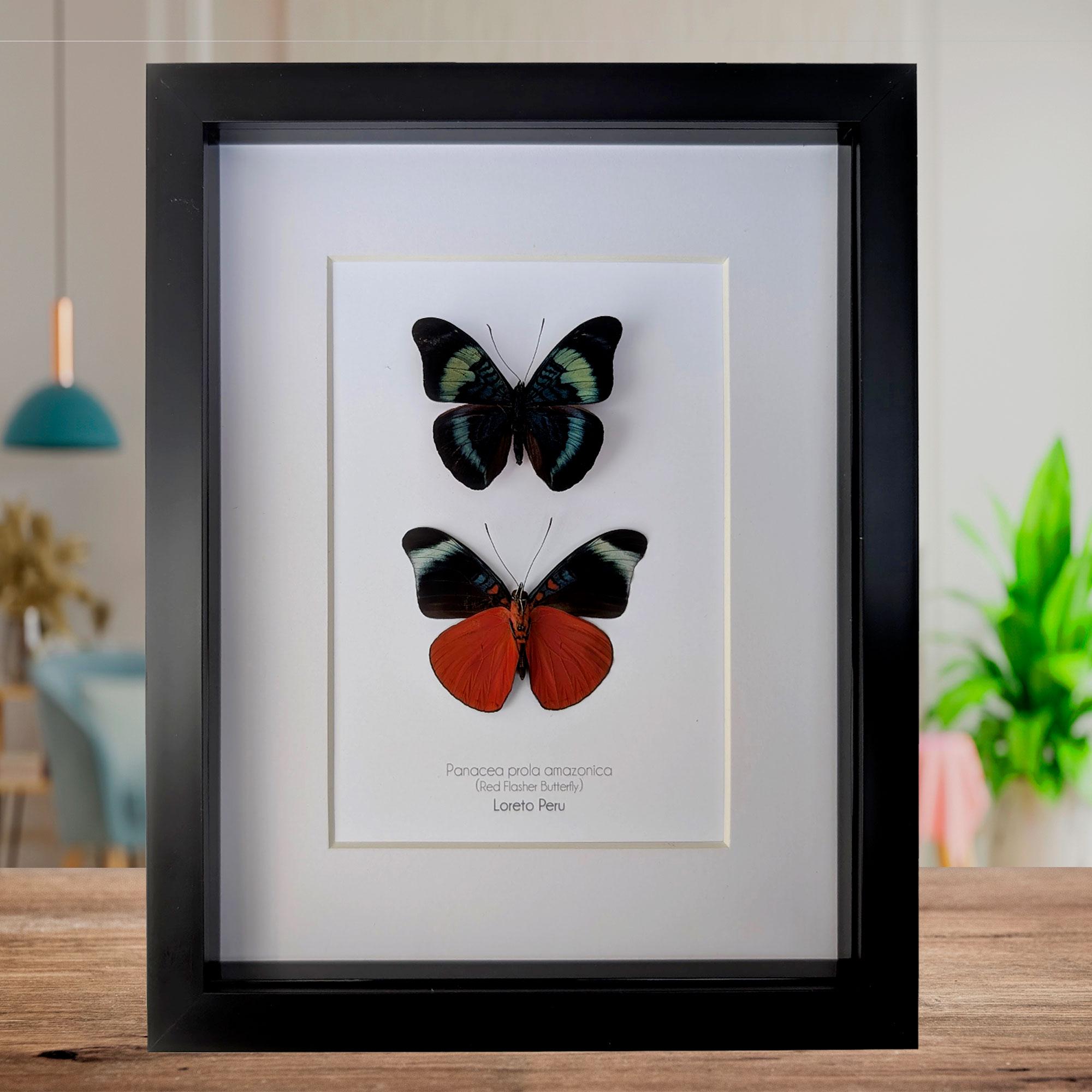 Panacea prola amazonica pair, the Red Flasher Butterfly from Peru, wall decor, entomology, taxidermy bug, ethically sourced,  frame 8"x10"