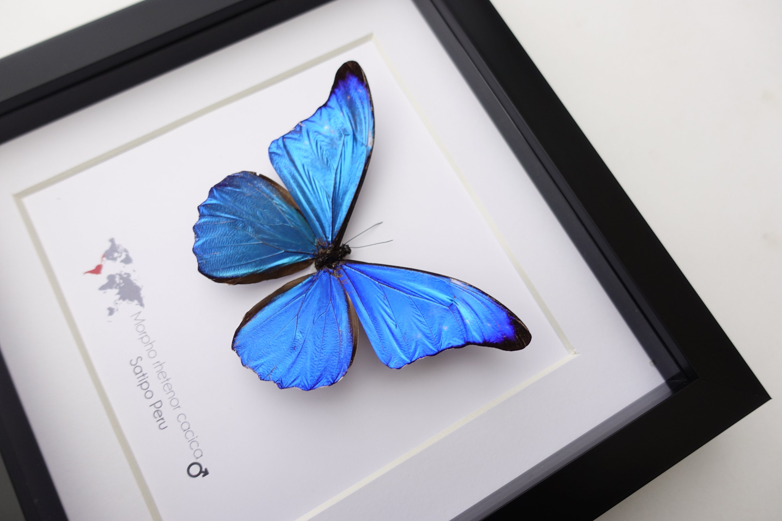 Morpho Rhetenor Cacica, Metallic Blue Morpho, Deep Blue