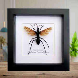 Pepsis grossa, Pepsine spider wasp, tarantula hawk is a spider wasp from Veracruz, Mexico, frame 6&quot; X 6&quot;