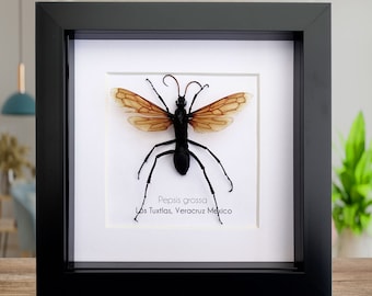 Pepsis grossa, Pepsine spider wasp, tarantula hawk is a spider wasp from Veracruz, Mexico, frame 6" X 6"