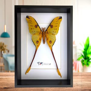 Framed Ghostly Silk Moth: Ceranchia Apollina From Madagascar (8x8