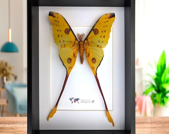Framed Ghostly Silk Moth: Ceranchia Apollina From Madagascar (8x8
