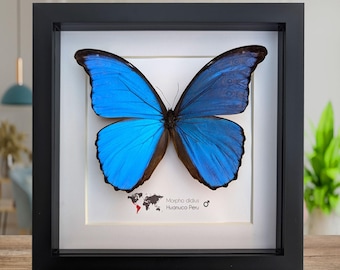 モルフォ・ディディウス x2、白背景、巨大な青いモルフォ、剥製の蝶