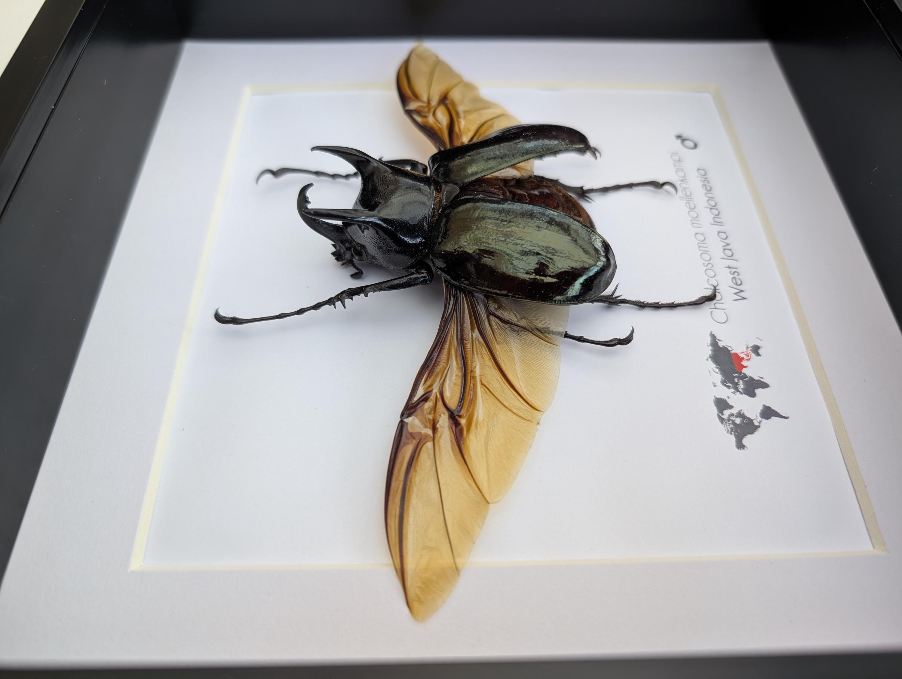 Framed Moellenkampi Beetle, Large Rhinoceros Beetle Taxidermy, 8