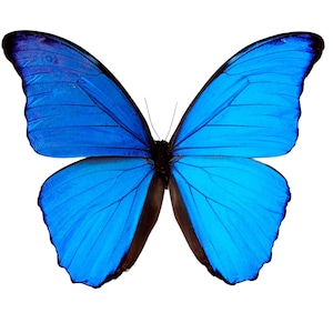 Papered morpho didius specimen: giant iridescent blue butterfly
