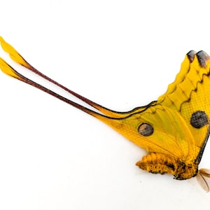 Argema mitrei | papillon de nuit | homme/femme | Madagascar | article en papier