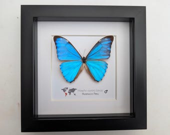 額入りオーロラモルフォ蝶、ペルー、6インチシャドーボックス - Etsy 日本