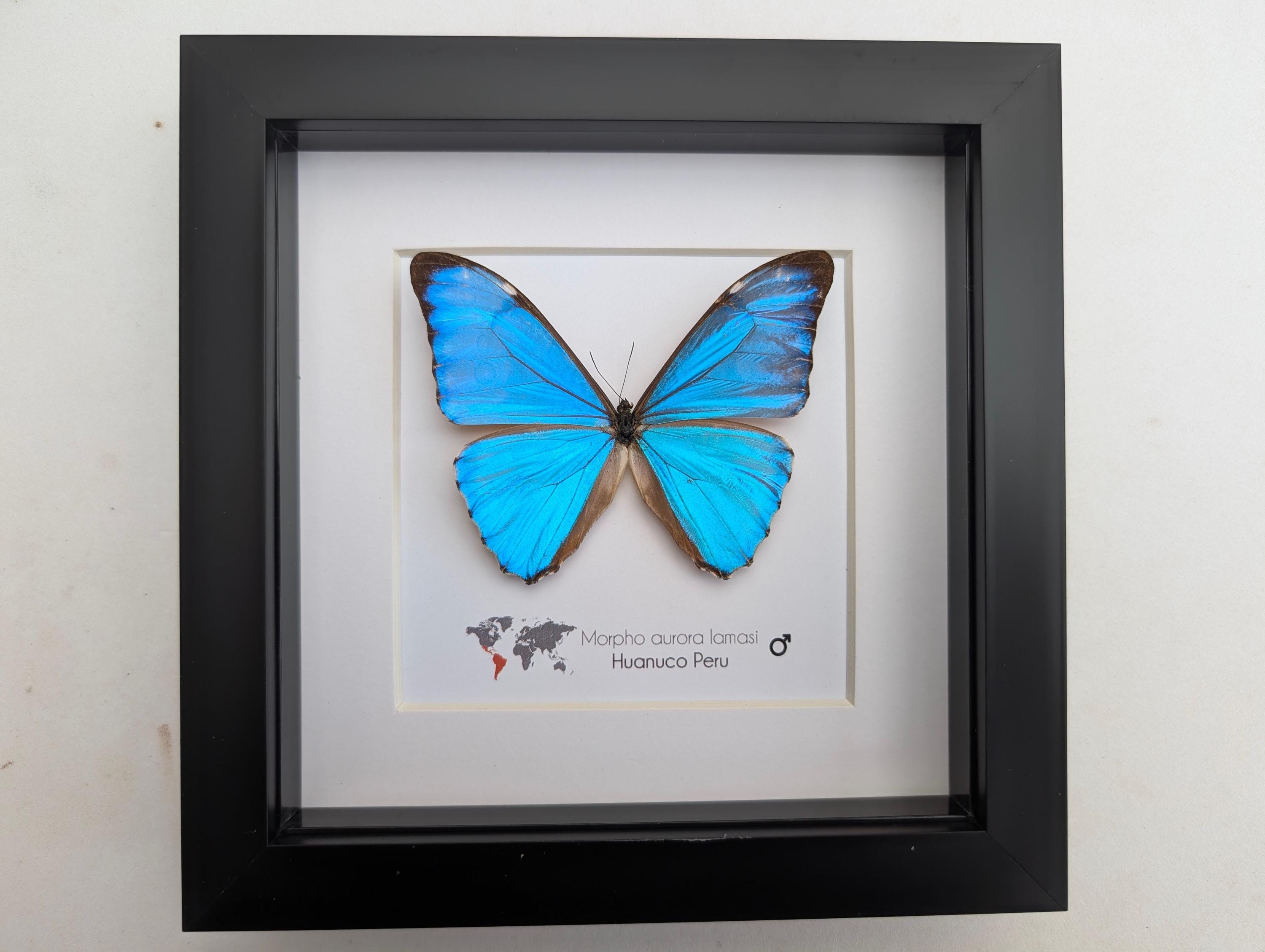 Framed Aurora Morpho Butterfly, Peru, 6