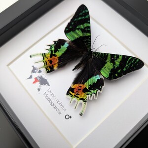 Frammento Di Farfalla Incorniciato – Madagascar Sunset Moth – Cornice In Legno Nero 19cm – Tassidermia Naturale