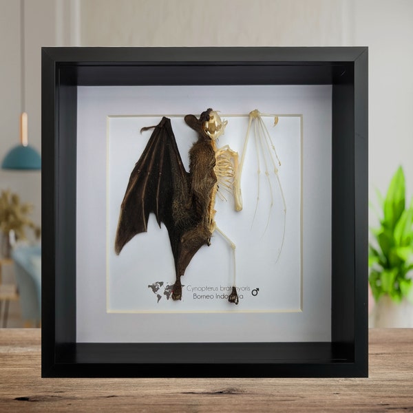 Cynopterus bratchyoris half skeleton, short-nosed fruit bat, wall decor, ethically sourced, science collection, taxidermy bat, nature art