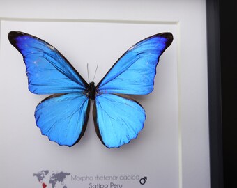 標本 Peru Morpho Rhetenor Cacica 124mm Morpho rhetenor cacica PERU - World of Butterflies and Moths