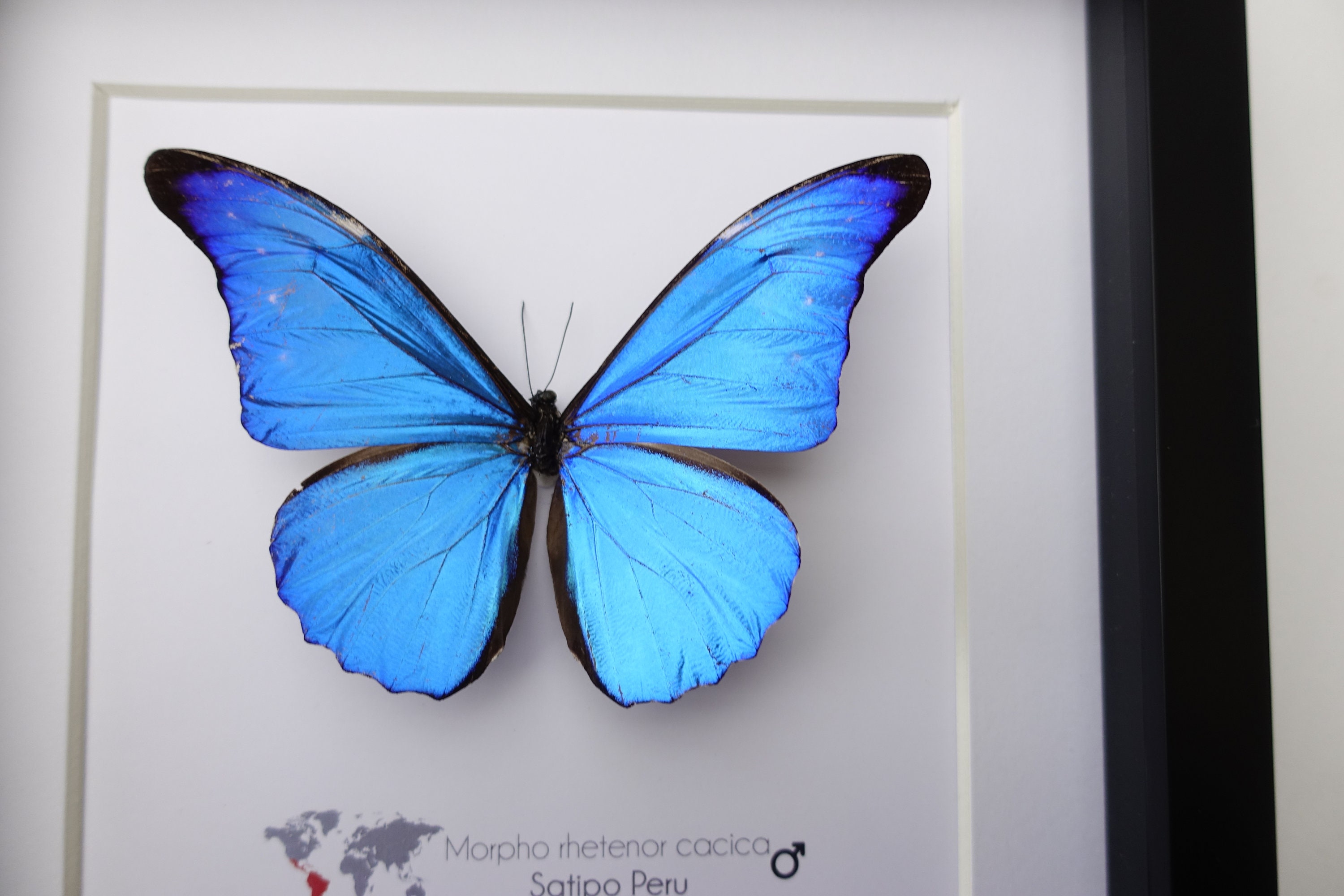Morpho Rhetenor Cacica, Metallic Blue Morpho, Deep Blue